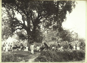 Leipzig Mission. Resting under a great tree