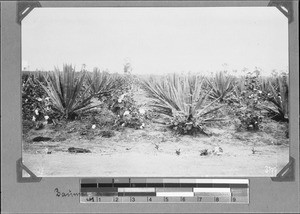 Cotton and sisal, Kilosa, Tanzania, ca.1898-1914