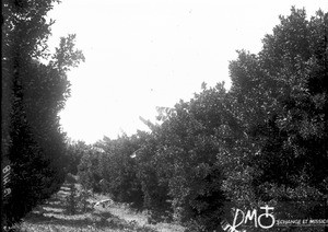 Orange grove, Lemana, South Africa, 1905