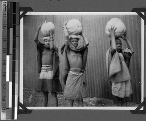 Tembu girls by harvesting in Mputi near Baziya, South Africa East