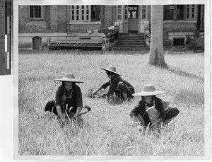 Manual labor the novitiate at Jiangmen, China, 1947