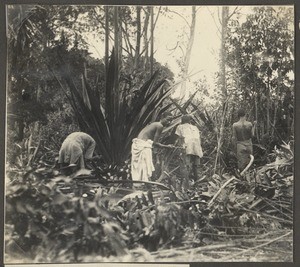 Working men in a jungle, Tanzania