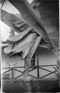 Palm leaves in front of a veranda, Tanzania, 1933