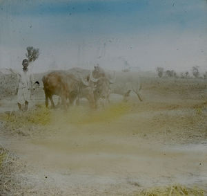 Santal threshing floor