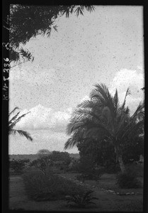 Coconut palms, Mozambique, ca. 1933-1939