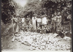 Cacao-Ernte in Kamerun. Arbeiter aus Bali und Liberia (angekleidet)