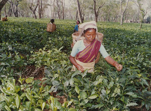 Assam, Nordindien. Mornai Tehaves 100 års jubilæum, juni 1990. Plukkesæsonen begynder i april og varer ved indtil november/december. Højsæson er juni til september. Buskene plukkes ca. en gang ugentligt