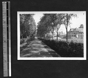 Tree-lined path at West China Union University, Chengdu, Sichuan, China, 1929