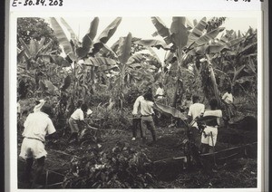 Pupils of the school in Buea at work in the garden