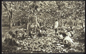 Victoria: the cocoa harvest