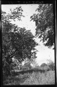 Grasshopper swarm, Mozambique, ca. 1933-1939