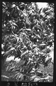 Mangoes, Mozambique, ca. 1933-1939