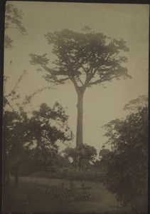 Seiden-Baumwollen-Baum bei Aburi, ca 200m hoch