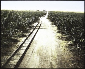 Sisal hemp plantation