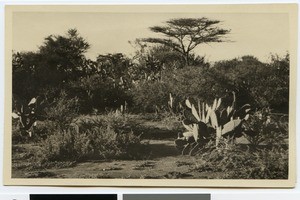 Cacti, shrubs and trees near Jericho, South Africa