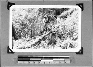 Crossing a bridge, Nyasa, Tanzania, ca.1937