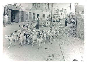 Geder i Aidrus Road, lige uden for DMS' pigeskoles port. Crater, 1973