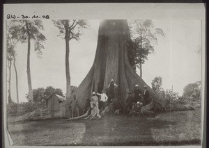 Gold Coast: at the foot of a silk-cotton tree