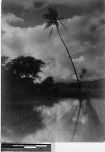 Rice field, Hawaii, ca. 1920-1940