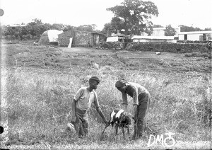 African boys with a goat, Elim, Limpopo, South Africa, ca. 1896-1911