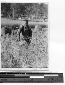 The rice crops in Beitouzhai, China, 1931