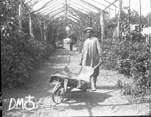 African boy with a wheelbarrow, Pretoria, South Africa, ca. 1896-1911