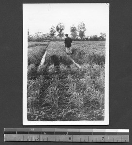 Experimental wheat plot at Fukien Christian University, Fuzhou, Fujian, China, 1946