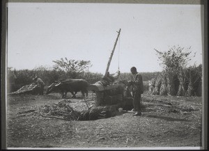 Sugar press seen from behind, with the pipe which takes the cane-juice and leads it to the hollowed-out place on the left