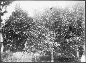 Mr. Leuschner(?) between orange trees, Gonja, Tanzania, 1914