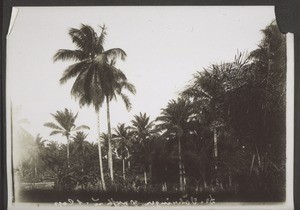 Coconut plantation on the Cameroonian coast