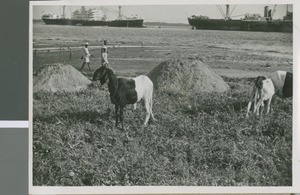 Sheep Grazing, Lagos, Nigeria, 1950