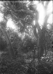 In the forest near Makulane, Mozambique, ca. 1901-1907