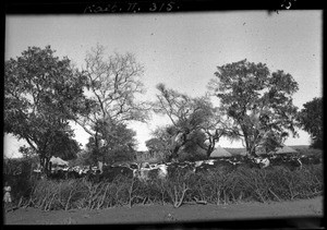 Cattle in a kraal, Mozambique, ca. 1940-1950