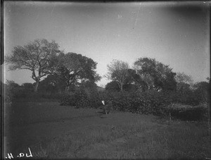 Cotton plantation, Antioka, Mozambique, 1920