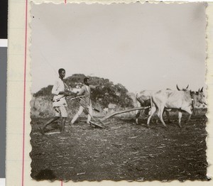 Qanquree teaching young oxen, Ethiopia