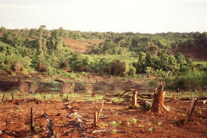 Burnt down field prepared for establishing an Agricultural nursey