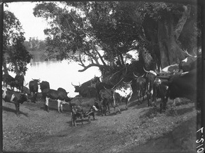 Cattle at the watering place, Antioka, Mozambique, ca. 1901-1907