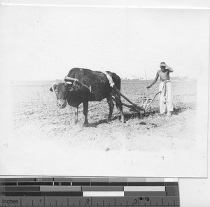 Plowing the fields in Wuzhou, China, 1907