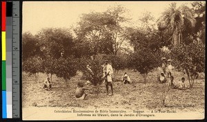 People picking oranges in a small orchard, Nagpur, India, ca.1920-1940