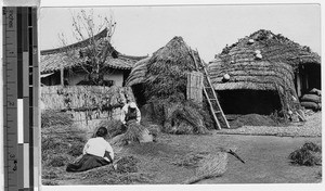 Threshing rice by hand, Peng Yang, Korea, ca. 1920-1940