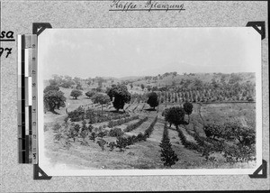 Landscape with coffee plantation, Kyimbila, Tanzania, ca. 1898-1914