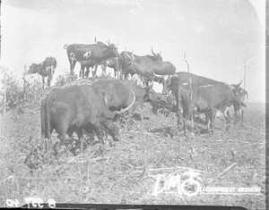 Herd of cattle, Valdezia, South Africa, ca. 1896-1911