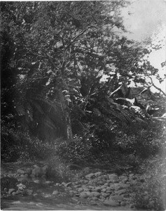 Tree at the stream bank, Tanzania, ca.1893-1920