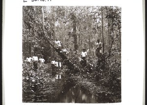 Marsh in a forest of palm-trees