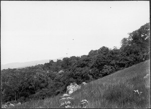 Primeval forest, Mamba, Tanzania, ca. 1901-1910