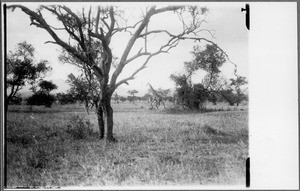 Giraffe in steppe between Moshi and Arusha, Tanzania, ca. 1907-1930