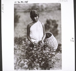 "Colly woman picking tea."