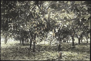 Cocoa trees loaded with fruit