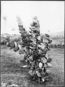 Cream Bun' shrub, Tanzania, ca. 1927-1938