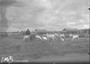 Flock of goats, Pretoria, South Africa, ca. 1896-1911